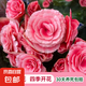 麗格海棠重瓣大花盆栽紅玫瑰室內(nèi)客廳陽臺(tái)四季開凈化空氣好養(yǎng)花卉 【開花爆盆】公主 麗格海棠帶花苞 不含盆