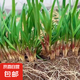 蔬菜苗韭菜根苗新鮮種根苗四季陽(yáng)臺(tái)盆栽地栽葉菜苗韭菜根苗 韭菜根苗20根