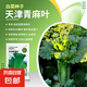 菠菜種子清香芥菜芝麻菜青麻葉白菜苦苣生菜栗南瓜農(nóng)科院蔬菜籽孑 天津青麻葉大白菜 2克