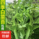 四季早熟白菜苔白菜薹菜心可多次采收高產抗病白菜心青菜蔬菜包郵 白菜苔種子 1包約1000粒