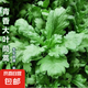 【今年新種】青香大葉茼蒿桐花菜大葉蓬蒿菜耐熱皇帝菜火鍋蔬菜 大葉茼蒿種子 1包約1000粒