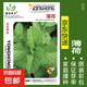 可食用薄荷種子留蘭香檸檬苗貓薄荷四季播種室內(nèi)陽臺(tái)盆栽蔬菜籽子 薄荷5包裝約400粒