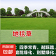 草坪種子耐寒耐旱草坪種子四季常青綠化免修剪矮生草籽護(hù)坡固土種 地毯草混播 500g/多件發(fā)整包