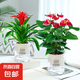 水培紅掌盆栽帶花一帆風(fēng)順花卉植物室內(nèi)好養(yǎng)綠植鴻運(yùn)當(dāng)頭四季開花 特級(jí)紅掌+鴻運(yùn)當(dāng)頭（早安盆）