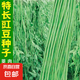 干枝梅特長豆角種子高產(chǎn)早熟抗病長豆角種子四季爬藤豇豆種籽易種 【摘不敗】長缸豆種子約100粒2包