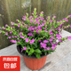 滿天星盆栽室內(nèi)陽臺庭院好養(yǎng)花卉植物盆栽四季開花不斷帶花苞發(fā)貨 大葉-滿天星【1盆】原盆原土