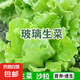 孔雀菜紫葉生菜不打藥不生蟲生吃脆甜高營(yíng)養(yǎng)直立生菜四季播生菜 正品玻璃生菜種子約4500粒3包