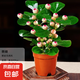 菩提樹盆栽小盼菩提盆景帶果中式禪意桌面擺件室內(nèi)創(chuàng)意好養(yǎng)綠植物 原盆菩提（帶果發(fā)貨）