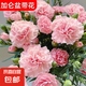 康乃馨鮮花大盆栽帶花苞年宵花客廳擺件花卉室內(nèi)綠植四季開花植物 【帶花苞】粉色康乃馨+加侖盆