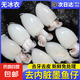 新漁姐冷凍生鮮新鮮章魚仔花枝烏賊墨魚三去目魚仔小墨魚仔(無冰) 三去墨魚仔(無冰) 2斤(凈重)