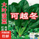 【可越冬】菠菜種子速生大葉菠菜籽四季蔬菜高產(chǎn)耐熱耐寒菠菜種籽 【可越冬】大葉菠菜種子約500粒