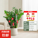 【金錢樹】盆栽客廳室內(nèi)植物錢串子大型發(fā)財(cái)綠植喬遷開業(yè)送盆花卉 20-25株金錢樹0.9-1.1米聚寶盆 送肥料