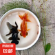 【混搭龍睛】耐活魚(yú)苗幼苗懶人冷水魚(yú)苗淡水大眼睛新手好養(yǎng)純種龍晴擺攤 紅黑龍睛隨機(jī)6條 4-6厘米【靈動(dòng)好看】