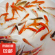 觀賞魚紅草金魚冷水魚金魚小魚活魚小寵物好養(yǎng)耐活闖缸練手飼料魚 草金魚三十條+2條備損 3-5cm