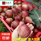 無花果樹苗格萊斯波姬紅無花果苗庭院陽臺盆栽地栽果樹苗南北方種 波姬紅5年苗當(dāng)年結(jié)果