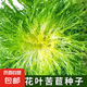 細(xì)葉黃心苦苣菜籽花葉春秋季盆栽陽臺碎葉苦菊蔬菜種子 黃心苦苣種子 兩包約2000粒