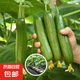 傲點黃瓜苗水果黃瓜苗陽臺盆栽爬藤黃瓜秧苗四季早熟大小地爬盆栽 水果黃瓜秧苗 優(yōu)質(zhì)帶土秧苗5顆