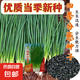 【春菜】耐熱耐寒四季小香蔥種子易種盆栽蔬果種籽 四季小香蔥【易種】沾土發(fā)芽 【四季可種】原裝精選1包約800粒
