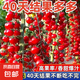 香甜多汁瀑布小番茄種子圣女果櫻桃西紅柿種子四季播盆栽蔬菜種子 紅瀑布小番茄種子/包約200粒 1包
