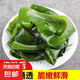 大連 鮮海帶 裙帶菜 海帶嫩苗兒童海白菜 海藻菜 鹽漬裙帶菜葉500g