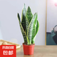 金邊虎皮蘭盆栽多肉植物水培好養(yǎng)綠植室內(nèi)花卉客廳大型虎尾蘭陽(yáng)臺(tái) 虎皮蘭20-25cm高3棵【簡(jiǎn)易盆】