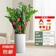 【金錢樹】盆栽客廳室內(nèi)植物錢串子大型發(fā)財綠植喬遷開業(yè)送盆花卉 20-25株金錢樹0.9-1.1米羅馬柱盆 送肥料