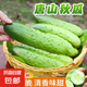 唐山秋瓜種子陽臺盆栽黃瓜四季播夏季耐高溫旱老品種黃瓜蔬菜種子 唐山秋瓜種子 1包約50粒