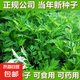 養(yǎng)生艾草種子艾葉香草四季播遏草驅(qū)蚊陽(yáng)臺(tái)盆栽泡澡種子大全 艾草種子 5包約2500粒