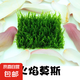水草套餐三角莫斯淡水松茸火焰垂淚莫斯前景草沉木魚缸水族箱造景 火焰莫斯7.5cmx7.5cm兩片