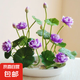 碗蓮種子睡蓮根快水培花卉綠植盆栽荷花睡蓮子種子四季播種開花 A混色碗蓮30粒+盆+營(yíng)養(yǎng)液