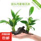 【京東物流】水草套餐 好養(yǎng)耐活真水草植物綠菊大葉綠九冠魚缸 丹麥榕沉木雙頭