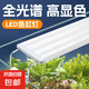 全光譜led魚缸燈缸燈水族箱魚缸照明燈架LED水草燈 12瓦藍(lán)白光48cm（適合50-60cm魚缸） 四排燈珠