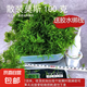 水草套餐三角莫斯淡水松茸火焰垂淚莫斯前景草沉木魚缸水族箱造景 散裝莫斯100g 送膠水綁線