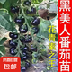 傲點爆甜千禧圣女果苗秧苗正宗超甜薄皮番茄西紅柿四季陽臺盆栽小 黑美人番茄秧苗 精選優(yōu)質(zhì)種苗5顆（帶土球）