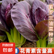 超耐熱紫羅蘭紫油菜種籽紫色上海青小青菜蘇州青四季播抗熱油菜籽 紫羅蘭油菜種子 紫羅蘭油菜種子1包