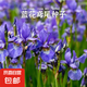 藍(lán)花鳶尾種子藍(lán)蝴蝶扁竹花德國(guó)鳶尾鳶尾花扁擔(dān)花種子耐濕耐陰宿根 藍(lán)色鳶尾種子 5包約500粒