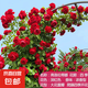爬藤月季濃香型大花四季爬墻花卉盆栽薔薇花苗爬藤攀援植物庭院 蒂娜  不含盆 約20cm高2棵