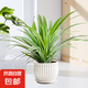 金邊吊蘭盆栽垂吊植物室內(nèi)辦公室桌面綠植吸甲醛凈化空氣 金邊吊蘭+條紋瓷盆