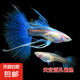 小型熱帶魚觀賞魚孔雀魚雜袍孔雀魚天空藍活體活魚紅扇血紅 2公3母【天空*藍**魚】