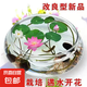 四季混色碗蓮入水即活魚缸庭院盆景易種水生小荷花睡蓮綠植 碗蓮種子/包約5粒 5包