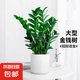 【金錢樹】盆栽客廳室內(nèi)植物錢串子大型發(fā)財綠植喬遷開業(yè)送盆花卉 6-9株 60-70cm+羅馬柱樹脂花盆 送肥料