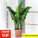 【金錢樹】盆栽客廳室內(nèi)植物錢串子大型發(fā)財(cái)綠植喬遷開業(yè)送盆花卉 6-9株 50-60cm（原土盆） 送肥料