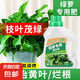 綠蘿營(yíng)養(yǎng)液通用型水養(yǎng)花植物水培綠蘿營(yíng)業(yè)液專用花肥料家用營(yíng)養(yǎng)劑 綠蘿專用營(yíng)養(yǎng)液500ml
