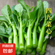 四季播種四九菜心種子菜心種籽耐高溫陽(yáng)臺(tái)盆栽地栽易種植蔬菜青菜 四九菜心種子【1包約1500粒】 原廠封裝