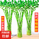富貴竹水培植物盆栽綠植室內(nèi)花客廳水養(yǎng)轉(zhuǎn)運觀音竹一帆風順節(jié)節(jié)高 50cm轉(zhuǎn)運竹彎竹8棵+4燈籠+營養(yǎng)液