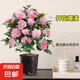 香妃茶花盆栽濃香型山茶花樹(shù)苗室內(nèi)庭院花卉植物四季好養(yǎng) 香妃茶花大苗40-50cm（不含盆）