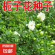 梔子花種子春秋播種易活開花植物盆栽室內(nèi)室外花籽花種籽花卉種子 梔子花種子 1包約100粒