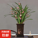 墨蘭蘭花苗盆栽帶花苞發(fā)貨精品名貴花卉綠植物室內(nèi)四季好養(yǎng)活企黑 墨蘭（高方盆+底托）【10株苗】