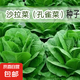 孔雀菜紫葉生菜不打藥不生蟲生吃脆甜高營(yíng)養(yǎng)直立生菜四季播生菜 正品孔雀菜種子約1500粒1包
