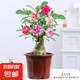 沙漠玫瑰花小苗盆栽四季花開庭院室內(nèi)外陽臺(tái)好養(yǎng)花卉綠植沙漠玫瑰 精選沙漠玫瑰/5年壯苗 【原土發(fā)貨】顏色隨機(jī)